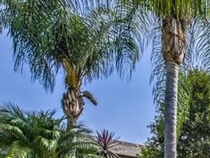 Axiom Tustin Apartments Exterior Walkway and Greenery Axiom Tustin Apartments Exterior Walkway and Greenery